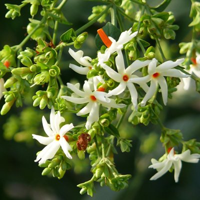 Parijatak Plant - Nyctanthes Arbor Tristis, Harsringar, Parijat, Shiuli 